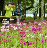 奥日光・千手ケ浜でクリンソウ見頃　湖畔を色鮮やかに
