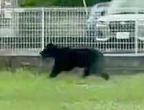 宇都宮の捕獲クマ、目撃個体と同一と推測　市は捕まえる難しさ吐露
