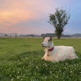 道の駅ましこのヤギ駅長「やっくん」急死　10日から追悼写真展　推定８歳、りす村から移籍
