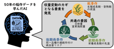 AIが解き明かす水稲の収量変動の秘密