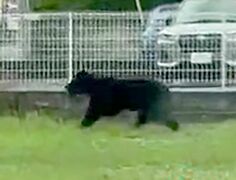宇都宮の捕獲クマ、目撃個体と同一と推測　市は捕まえる難しさ吐露