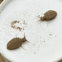 幼き日のアリジゴク熱　獲物の捕らえ方 衝撃的