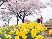 スイセンと桜の競演　那須塩原