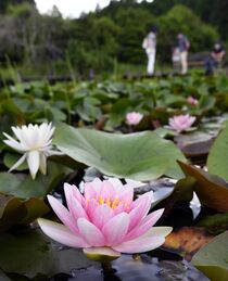 スイレン見頃　宇都宮