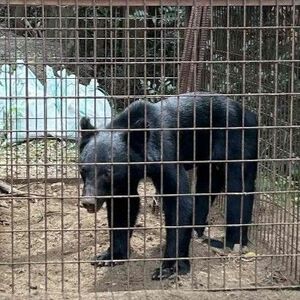 クマは関門海峡渡れるの？　専門家「泳ぐ能力あるが...」　市街地、速い潮流が壁に　警戒続ける北九州市