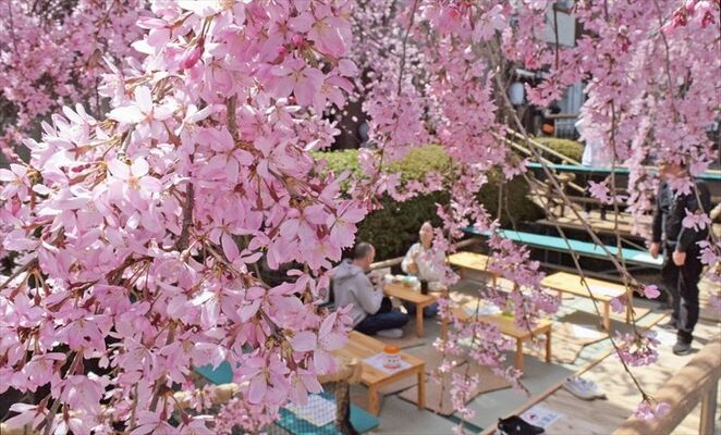 川床で花見を楽しめる「かまがわ川床桜まつり」