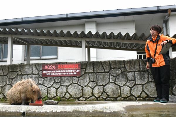 スイカを食べるカピバラ