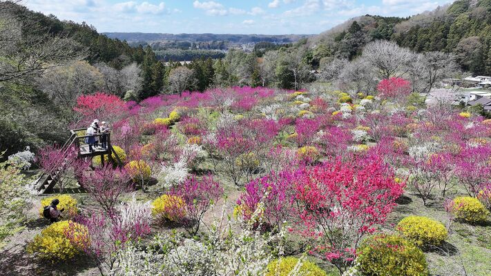 色とりどりの花々が見頃を迎えている「うえまる花の丘庭園」＝６日午後０時20分、那珂川町富山