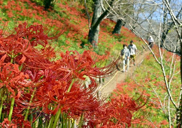 秋晴れの下、斜面を赤く染めるヒガンバナ＝30日正午、茂木町小井戸