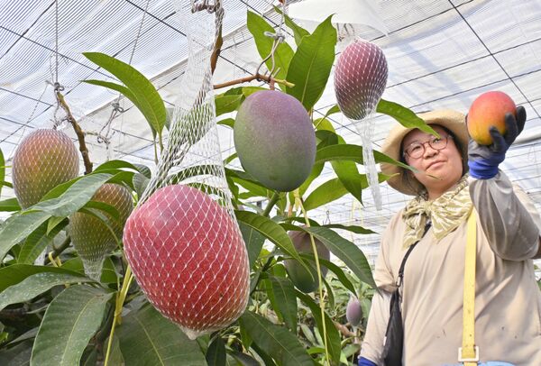 たわわに実ったマンゴー＝28日午前８時55分、那珂川町松野
