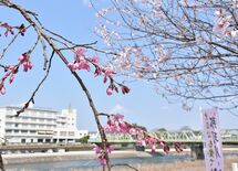 シダレザクラなど100本超　大田原・桜の馬場公園で７日に祭り