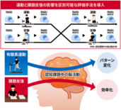 運動をすると認知課題中の脳活動が変化する