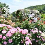 あしかがフラワーパークでバラ2500株見頃 園内に漂う甘い香り 26日…
