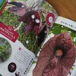 “入門書”にどうぞ　とちぎ花センター、初のガイドブック作製　大温室の1…