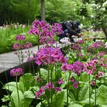 日光・上三依水生植物園でクリンソウ見頃　ピンクや白、色鮮やかに咲き誇る