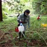 ヤマビル対策には重曹が効果あり　栃木県が中間報告　農林業従事者へ活用促す