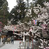 芳賀天満宮で梅咲き誇る　早咲きと中咲きが満開　入試合格で生徒らお礼参り