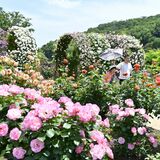 あしかがフラワーパークでバラ2500株見頃　園内に漂う甘い香り　26日まではライトアップも