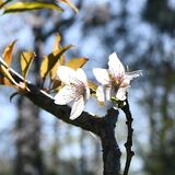 津波で犠牲になった娘を悼む桜　神奈川の白川さんがさくら市に託して７年　２公園に移植、困難乗り越え生育