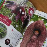 “入門書”にどうぞ　とちぎ花センター、初のガイドブック作製　大温室の100種厳選し紹介