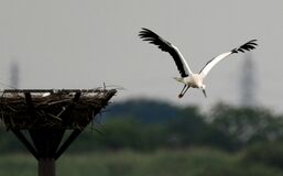 コウノトリのひな「ゆう」巣立つ　小山
