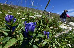 那須岳でリンドウが開花
