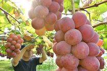 栃木でブドウの収穫本格化