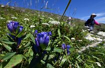 那須岳でリンドウが開花