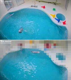 カスハラで飼育員にモザイク