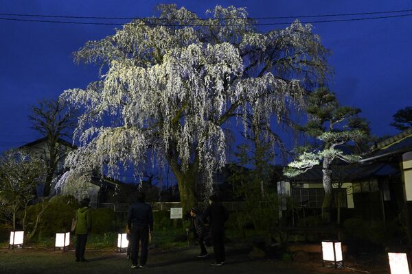 夜空に映える満開のシダレザクラ