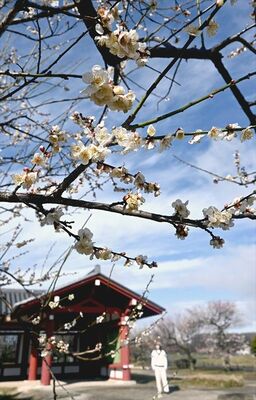 春風に揺れる梅の花