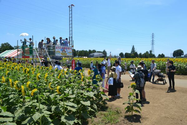 約３０万本のヒマワリが咲き誇るフェスティバル