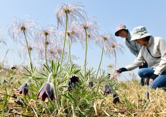 赤紫色の花と綿毛を付けたオキナグサ＝14日午前10時15分、塩谷町大久保