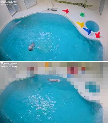 　鳥羽水族館のラッコ水槽のライブ映像（上）。飼育員が立ち入った時はプールサイドをモザイク処理し配信されている（下）。写真提供：鳥羽水族館（ラッコライブカメラより）