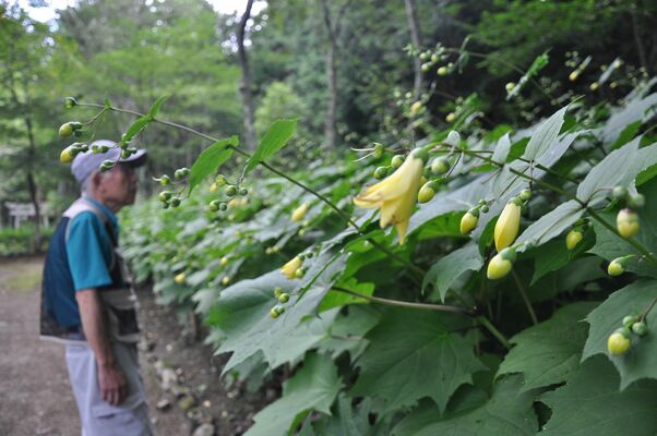 早くも見頃を迎えたキレンゲショウマ