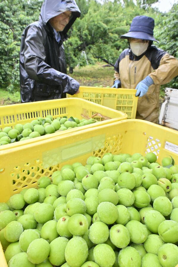 ピークを迎えた青梅の収穫作業＝11日午前11時55分、宇都宮市古賀志町