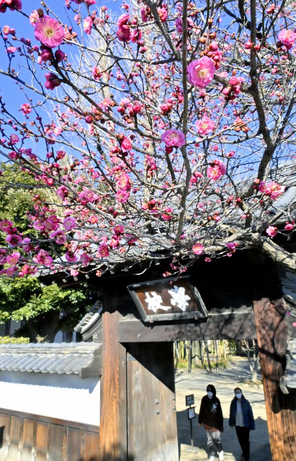 五分咲きとなった学校門脇の寒紅梅＝13日午前10時30分、足利市昌平町