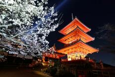 夜桜が彩る京都・清水寺の舞台
