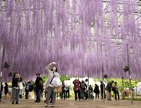 重なり合う「紫」のシャワー　あしかがフラワーパークで大藤満開　今月末ま…
