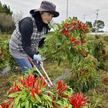 真っ赤な実り　大田原市特産トウガラシ「栃木三鷹」が収穫期