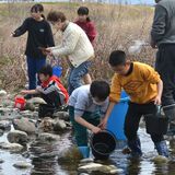 足利・渡良瀬川で天然遡上のサケ激減　数千から５、６匹に　祈り込めて稚魚放流