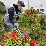 真っ赤な実り　大田原市特産トウガラシ「栃木三鷹」が収穫期