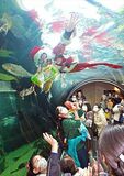 なかがわ水遊園で「サンタの水中散歩」
