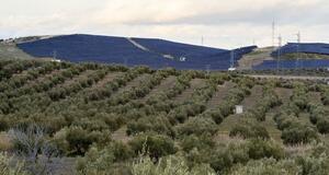 オリーブ畑の伝統守れ