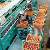 新選果場が本格稼働　JAしもつけ、冬春トマトの出荷スタート