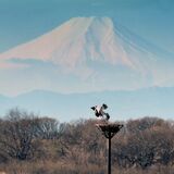 小山でコウノトリと富士山活写　金賞に高根沢の島田さん　下野写真協会第23回紙上コンテスト