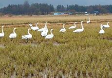 【コメ問題】業界全体が襟正すべき