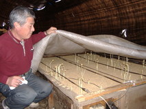 「那須の春香うど」　全国１の生産量誇る
