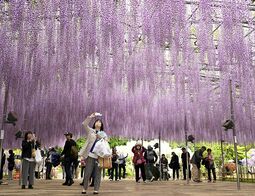 重なり合う「紫」のシャワー　あしかがフ…