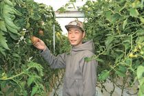 ＜176＞程よい糖度と酸味　JA足利のトマト